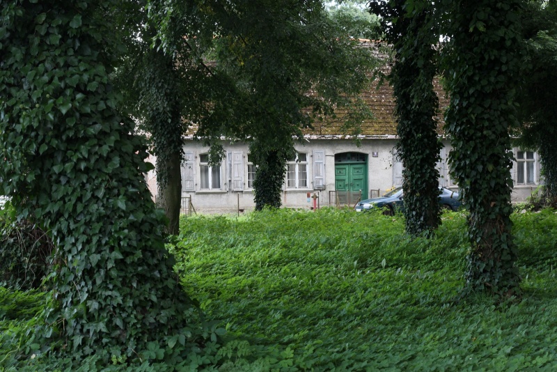 Plik:Żółwia błoć 04.jpg