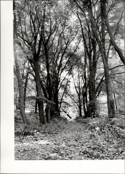Plik:Skarbimierzyce park 06.jpg