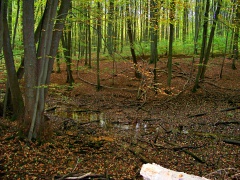 Oczko Marzanny
