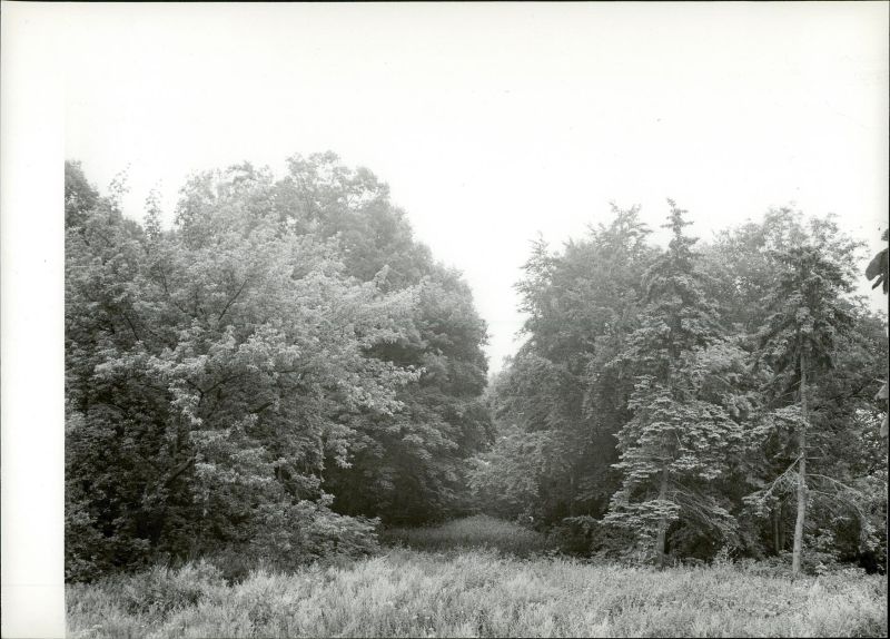 Plik:Bezrzecze park 06.jpg